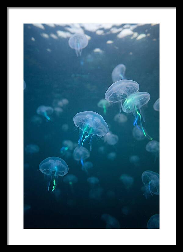 Celestial Dance Of Jellyfish