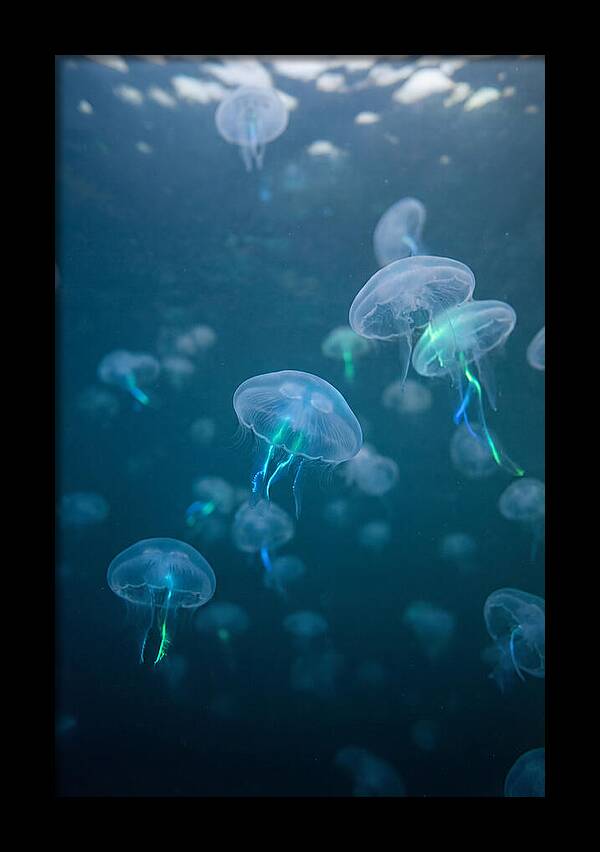 Celestial Dance Of Jellyfish