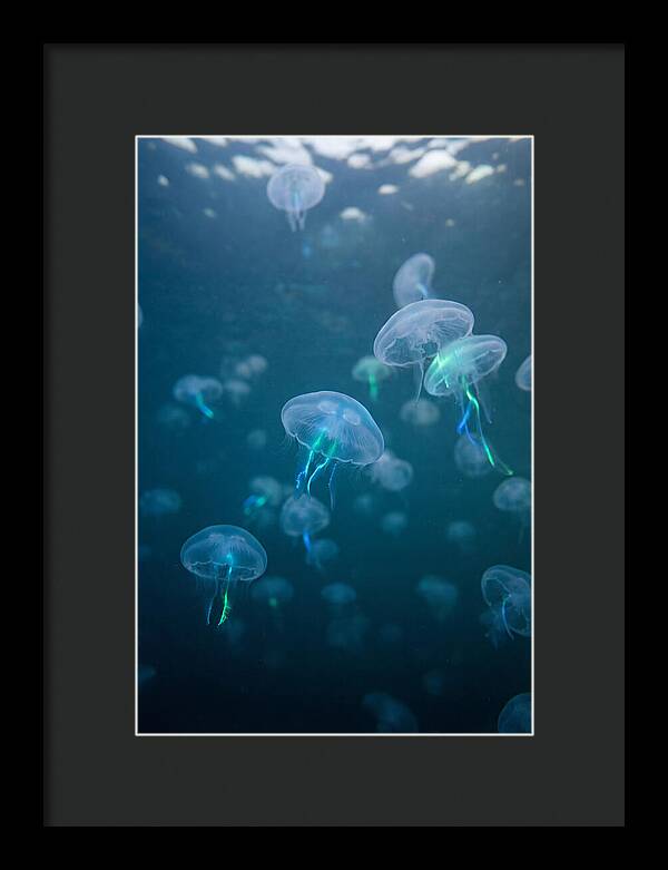 Celestial Dance Of Jellyfish
