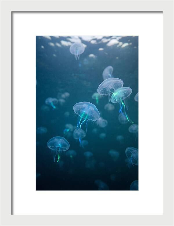Celestial Dance Of Jellyfish