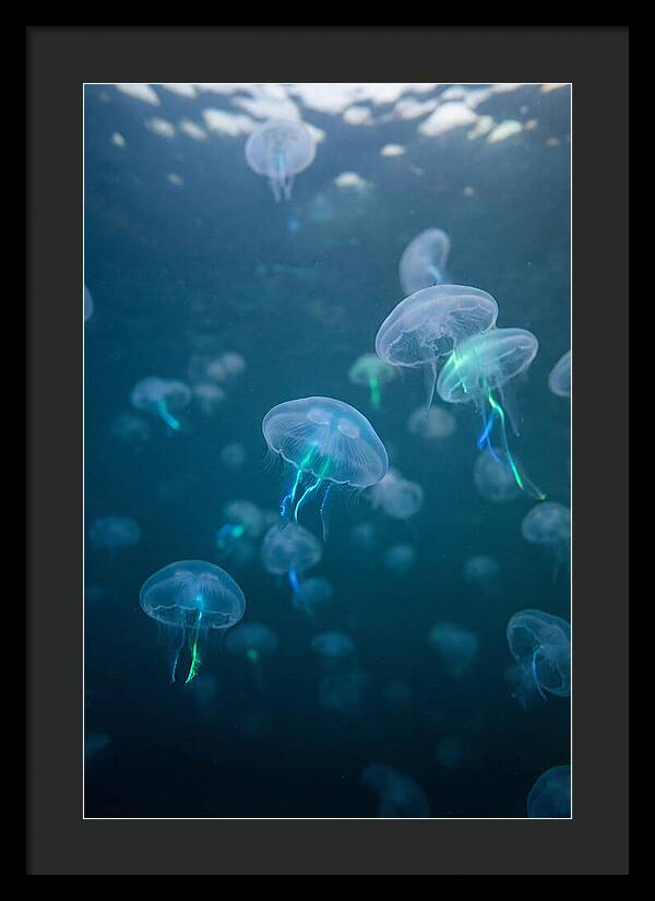 Celestial Dance Of Jellyfish