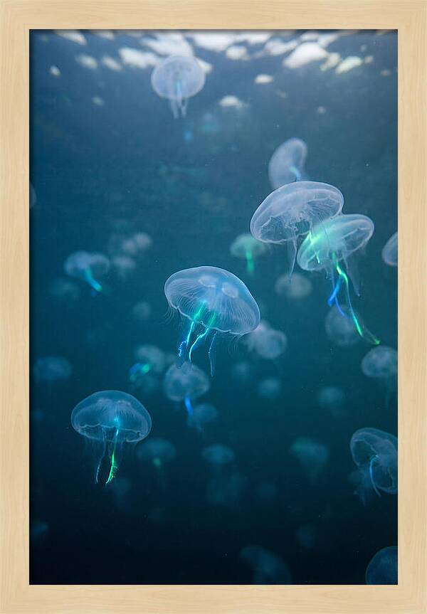 Celestial Dance Of Jellyfish
