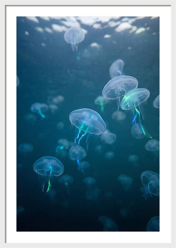 Celestial Dance Of Jellyfish