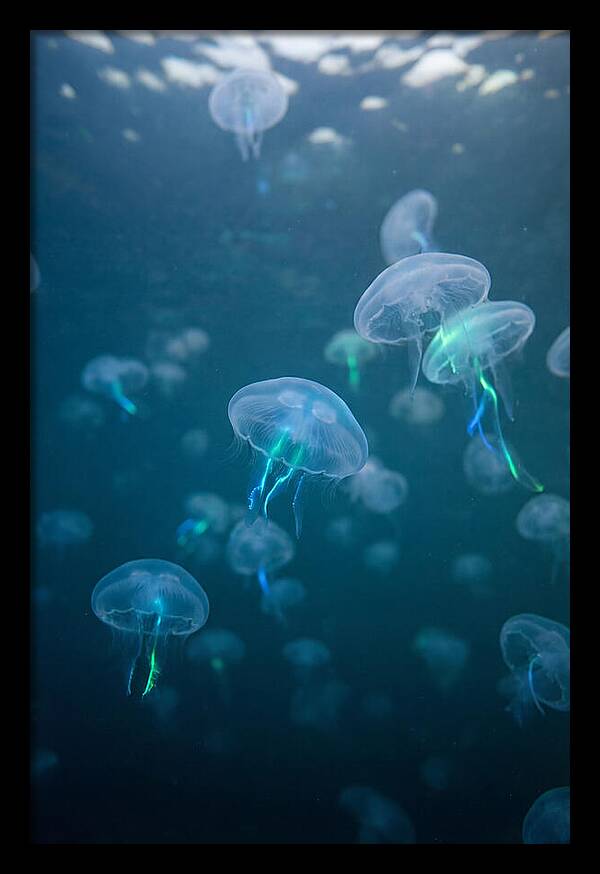 Celestial Dance Of Jellyfish