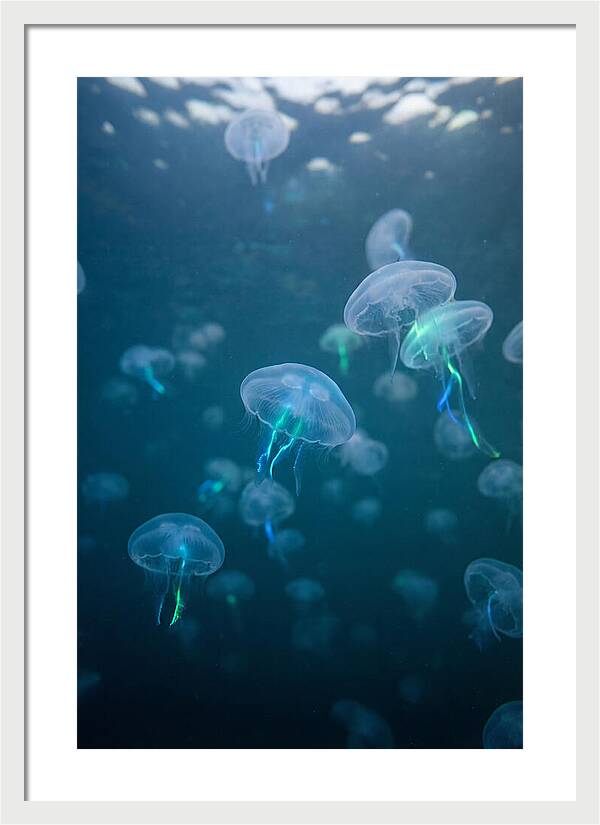 Celestial Dance Of Jellyfish