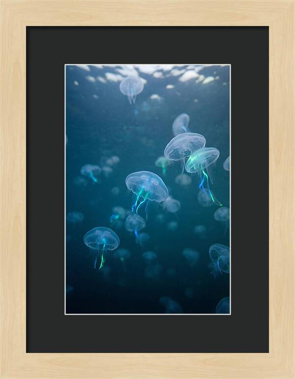 Celestial Dance Of Jellyfish