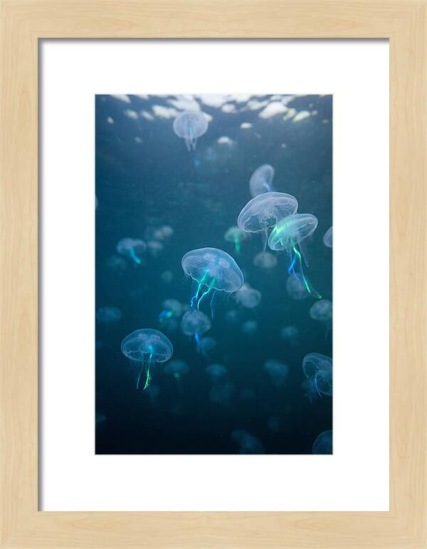 Celestial Dance Of Jellyfish