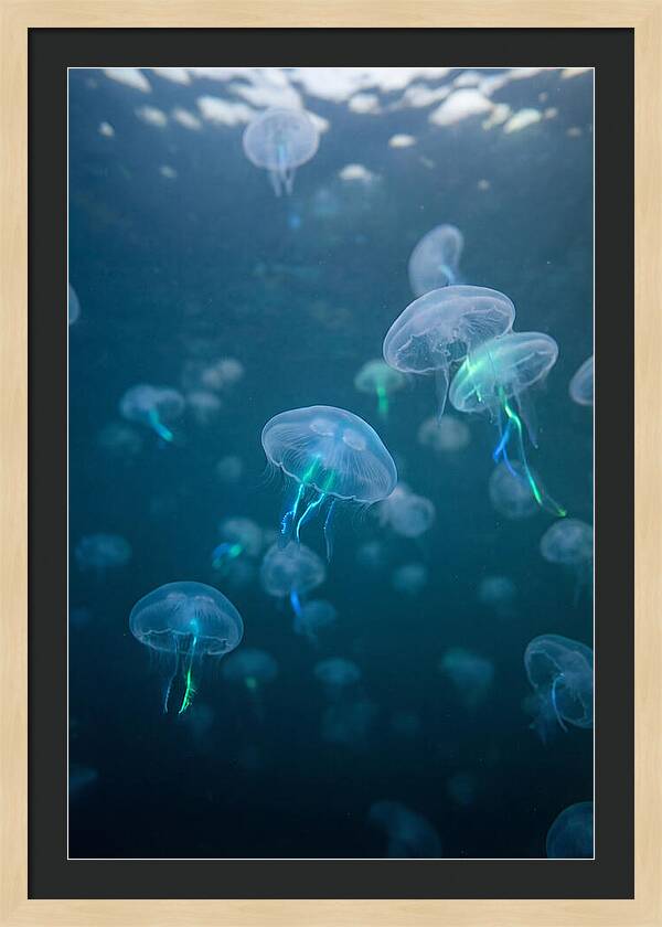 Celestial Dance Of Jellyfish