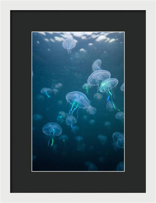 Celestial Dance Of Jellyfish