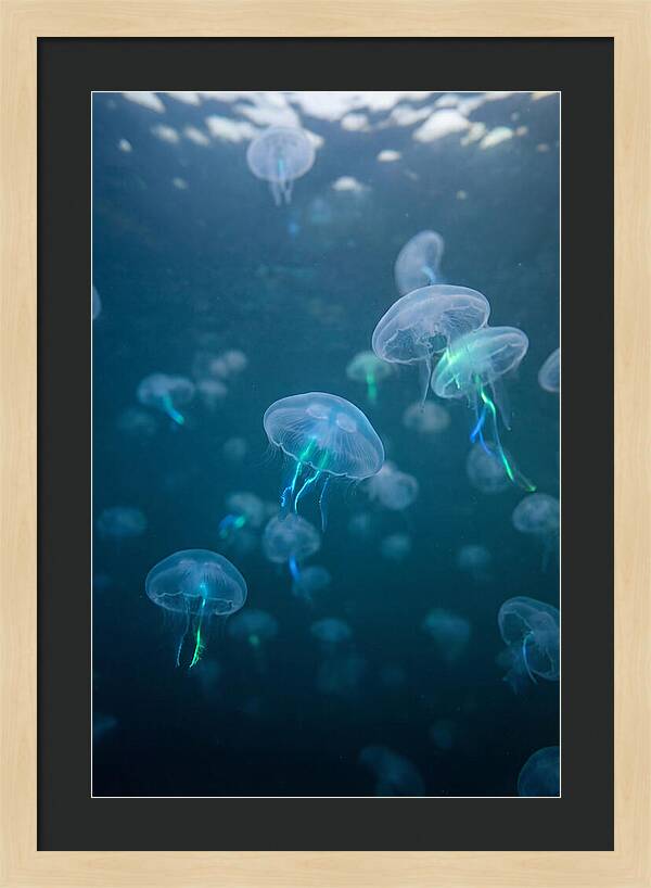 Celestial Dance Of Jellyfish