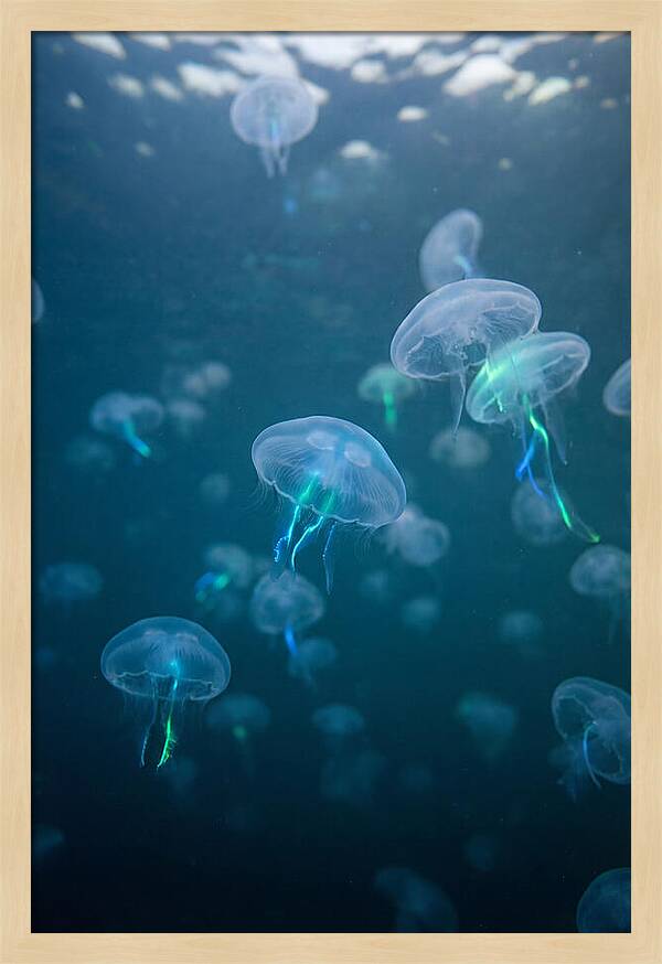 Celestial Dance Of Jellyfish