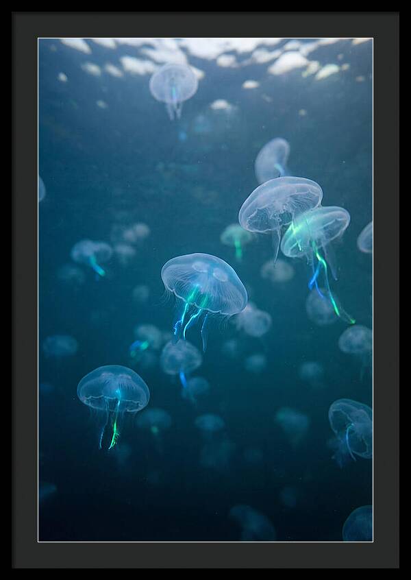 Celestial Dance Of Jellyfish