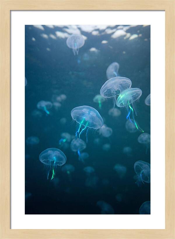 Celestial Dance Of Jellyfish