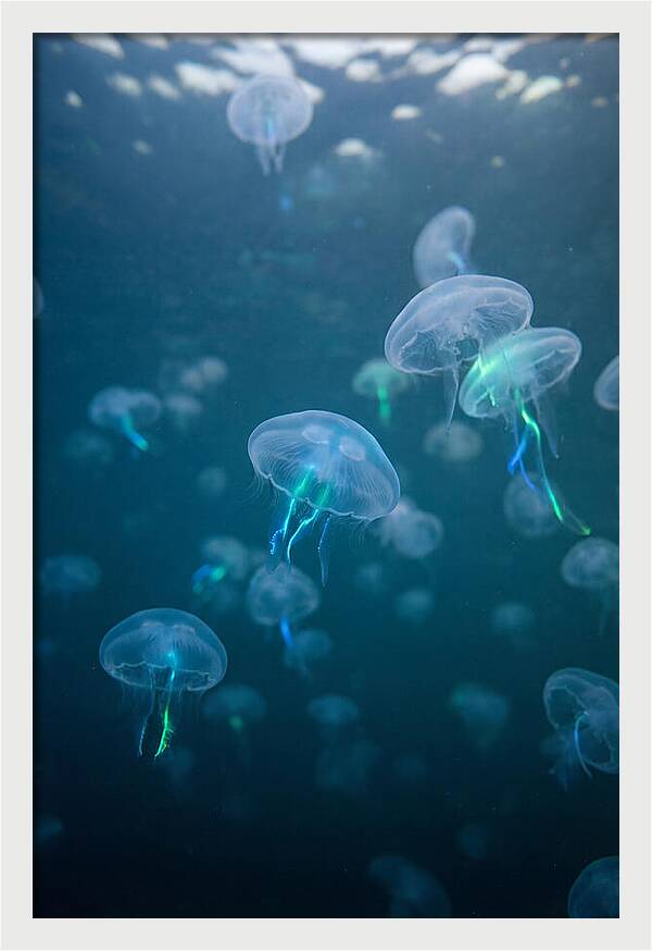 Celestial Dance Of Jellyfish