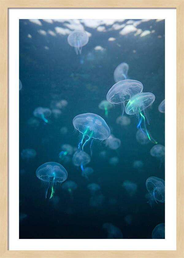 Celestial Dance Of Jellyfish