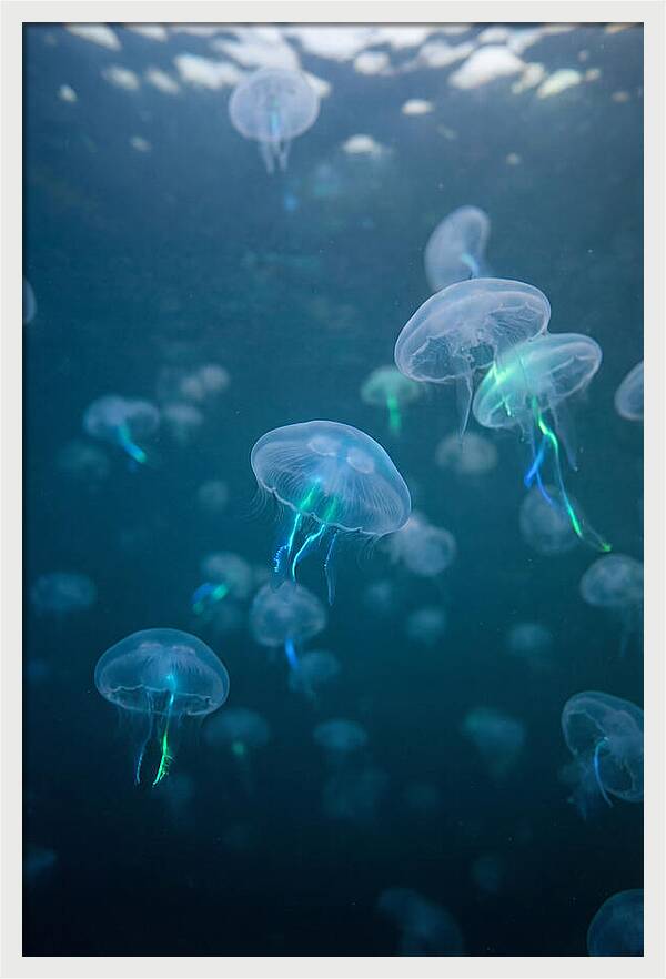 Celestial Dance Of Jellyfish