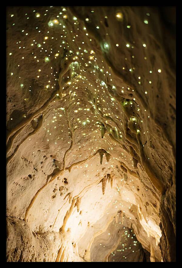 Celestial Glow Of Waitomo Caves