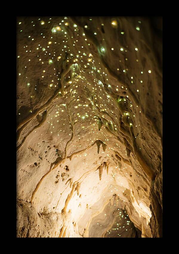 Celestial Glow Of Waitomo Caves