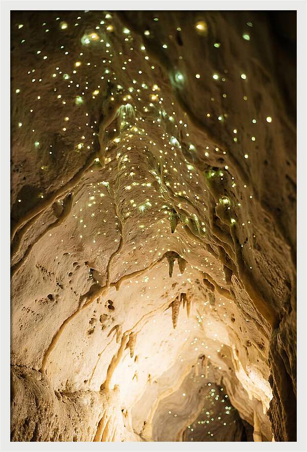 Celestial Glow Of Waitomo Caves