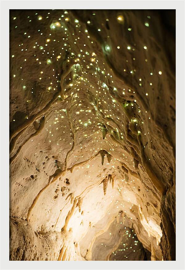 Celestial Glow Of Waitomo Caves