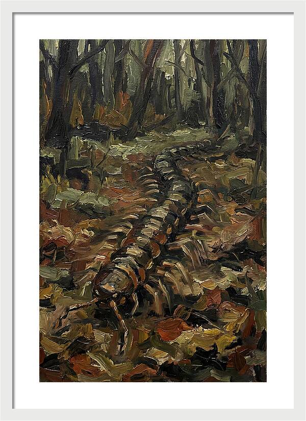 Centipede In The Forest