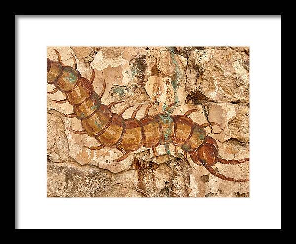Centipede On Ancient Wall