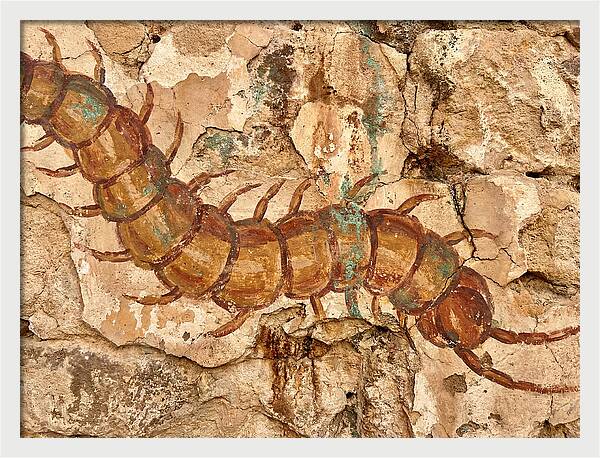 Centipede On Ancient Wall