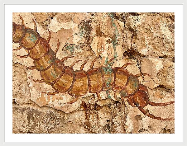 Centipede On Ancient Wall