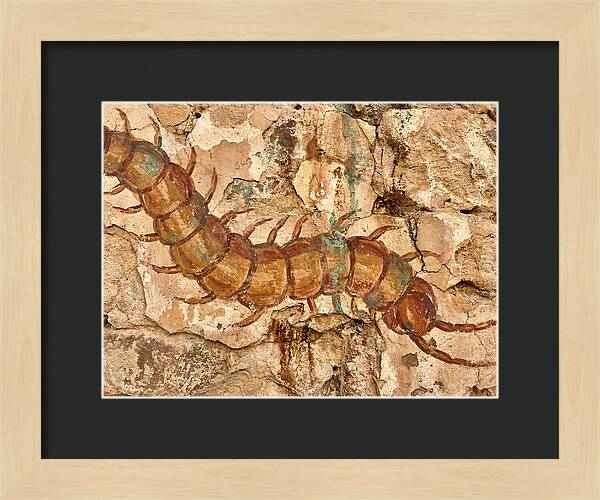 Centipede On Ancient Wall