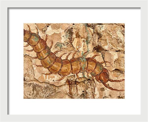 Centipede On Ancient Wall