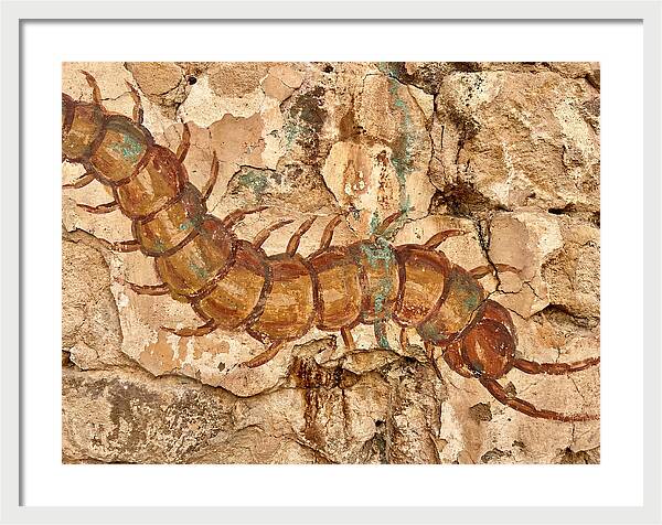 Centipede On Ancient Wall