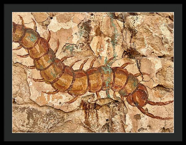 Centipede On Ancient Wall