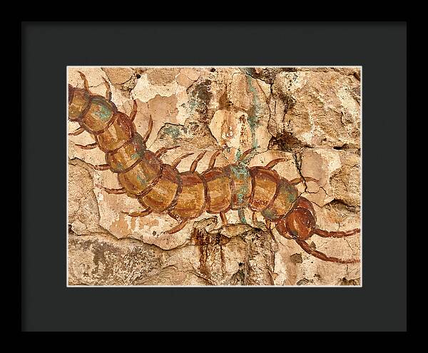 Centipede On Ancient Wall
