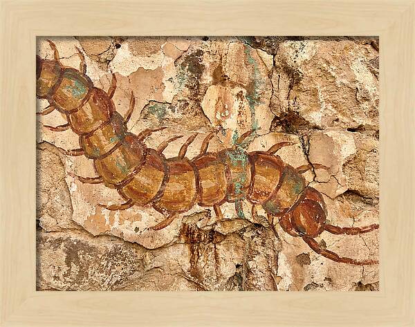 Centipede On Ancient Wall