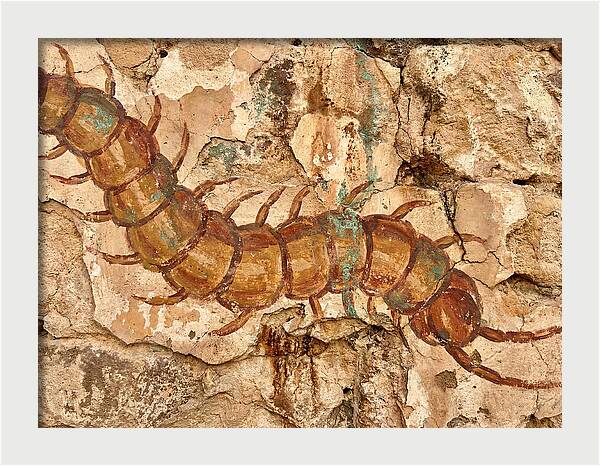 Centipede On Ancient Wall