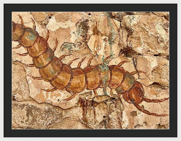 Centipede On Ancient Wall
