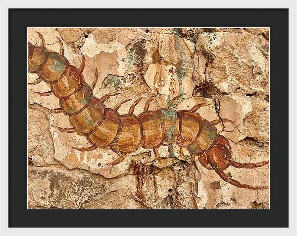 Centipede On Ancient Wall