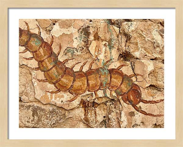 Centipede On Ancient Wall