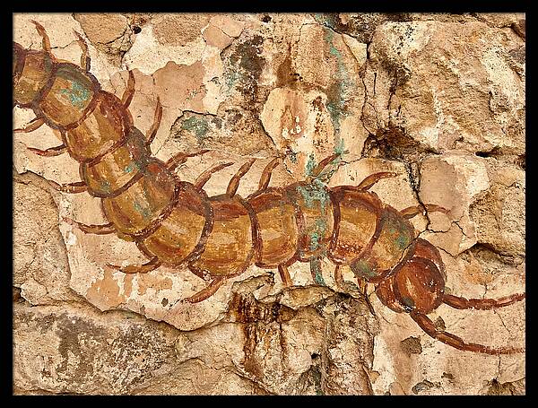 Centipede On Ancient Wall