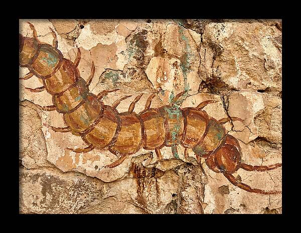 Centipede On Ancient Wall