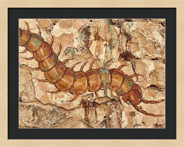 Centipede On Ancient Wall