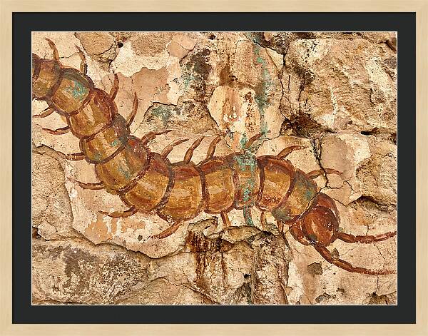 Centipede On Ancient Wall