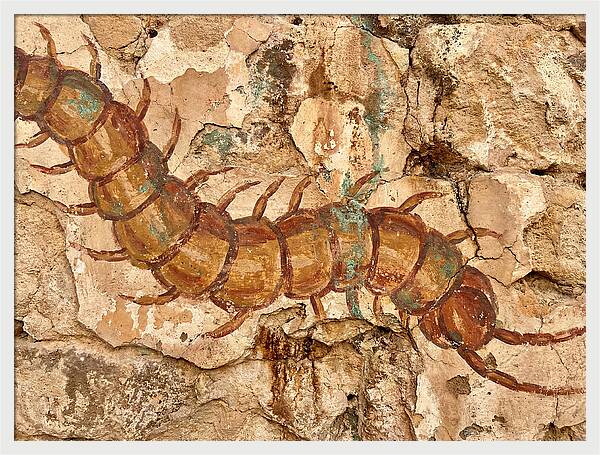 Centipede On Ancient Wall