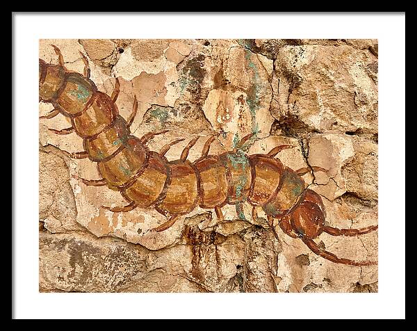 Centipede On Ancient Wall