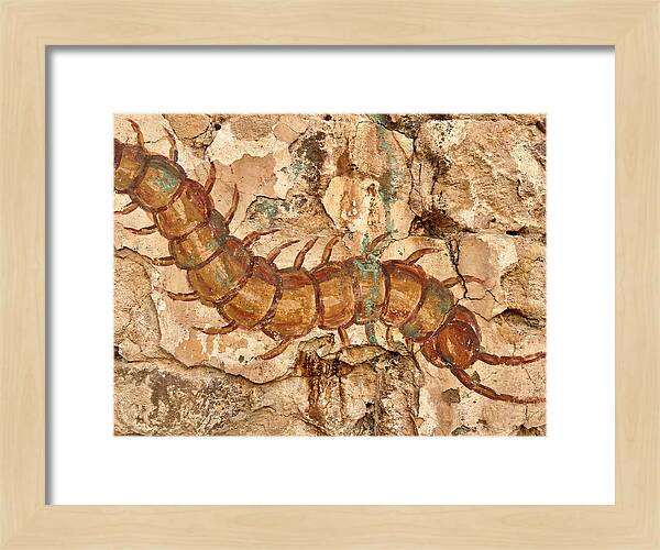 Centipede On Ancient Wall