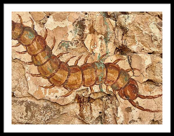 Centipede On Ancient Wall