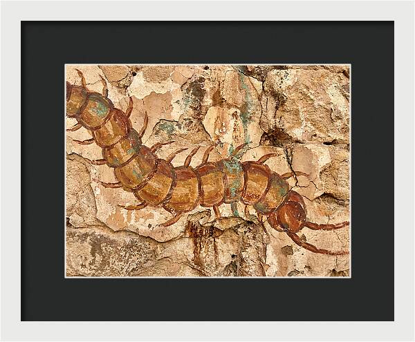Centipede On Ancient Wall