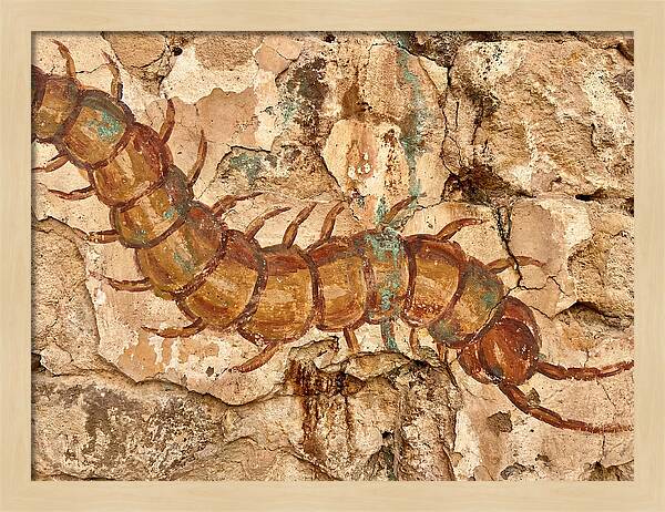 Centipede On Ancient Wall