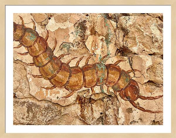 Centipede On Ancient Wall