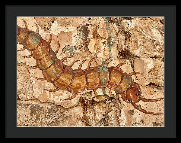 Centipede On Ancient Wall